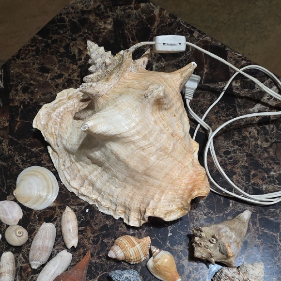 Seashell Collection & Large Conch Shell Nightnight - Picture 2 of 6